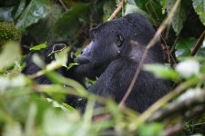 Top Tips for Budget Gorilla Trekking in Rwanda Safari.jpg