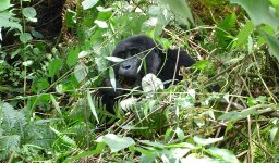 Cheapest Gorilla Permit Advantage on Uganda Gorilla Tours.jpg