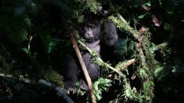 Top 5 Cheapest Uganda Gorilla Safari Deals.jpg