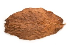 Connecticut Broadleaf Tobacco for Sale 1.jpg