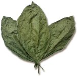 Candela Wrapper Tobacco Leaf.jpg