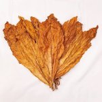 Burley tobacco leaves.jpg