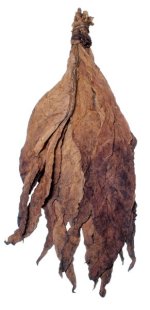 Dark Air Cured Tobacco 1.jpg