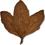 Ecuadorian Habano HS Wrapper.jpg