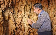 dry tobacco leaf dryer1.jpg
